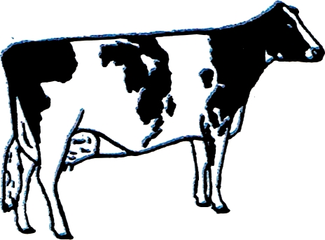 Holstein Femelle