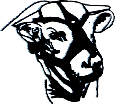 Tête de taureau