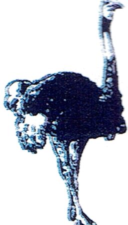 Autruche