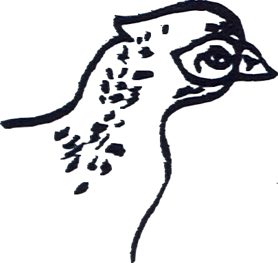 Faisan 1