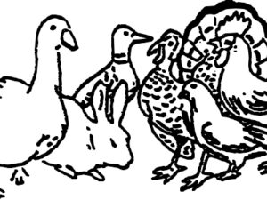 AV67