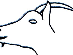 Bouc