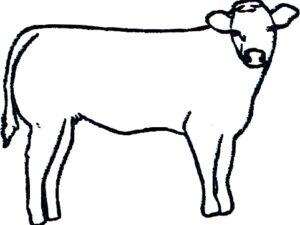 Limousine Femelle