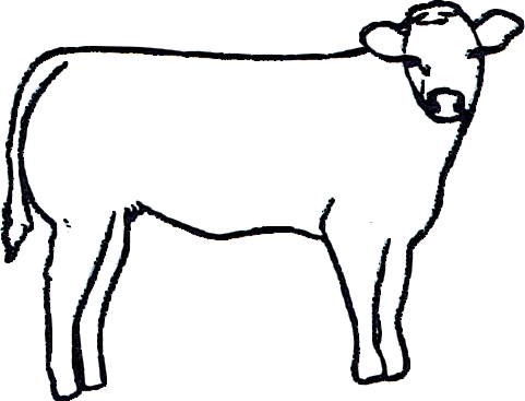 Limousine Femelle