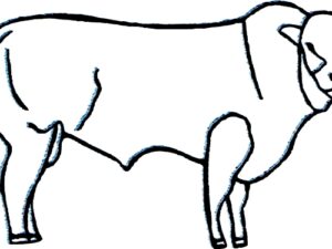 Limousine Mâle