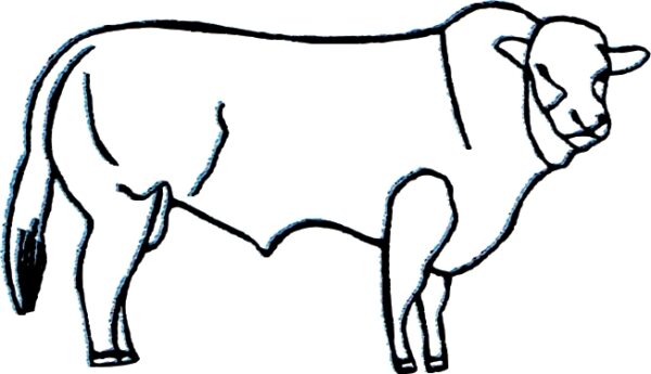 Limousine Mâle
