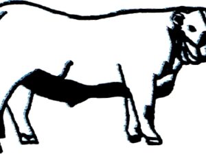 Taureau
