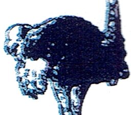 Autruche