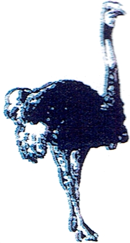 Autruche