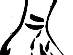 Canard 2