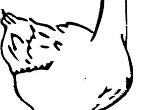 Oie