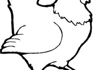 Poule